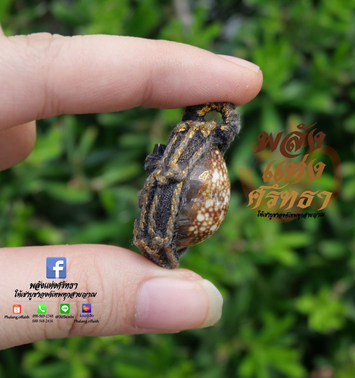 เบี้ยแก้ ชิ้นเล็ก หอยเบี้ยแก้ พกติดตัว ขจัดคุณไสยมนต์ดำและสิ่งไม่ดี