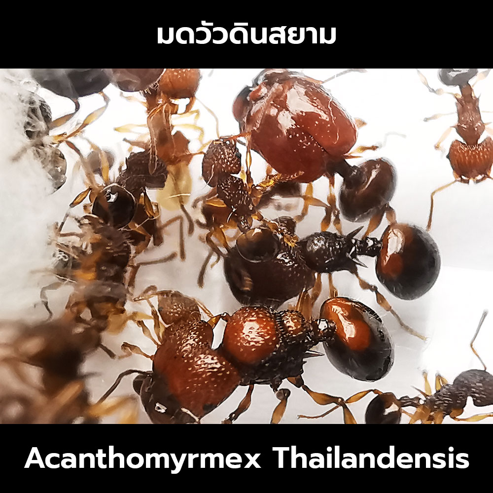 นางพญามดวัวดินสยาม พร้อมมดงาน