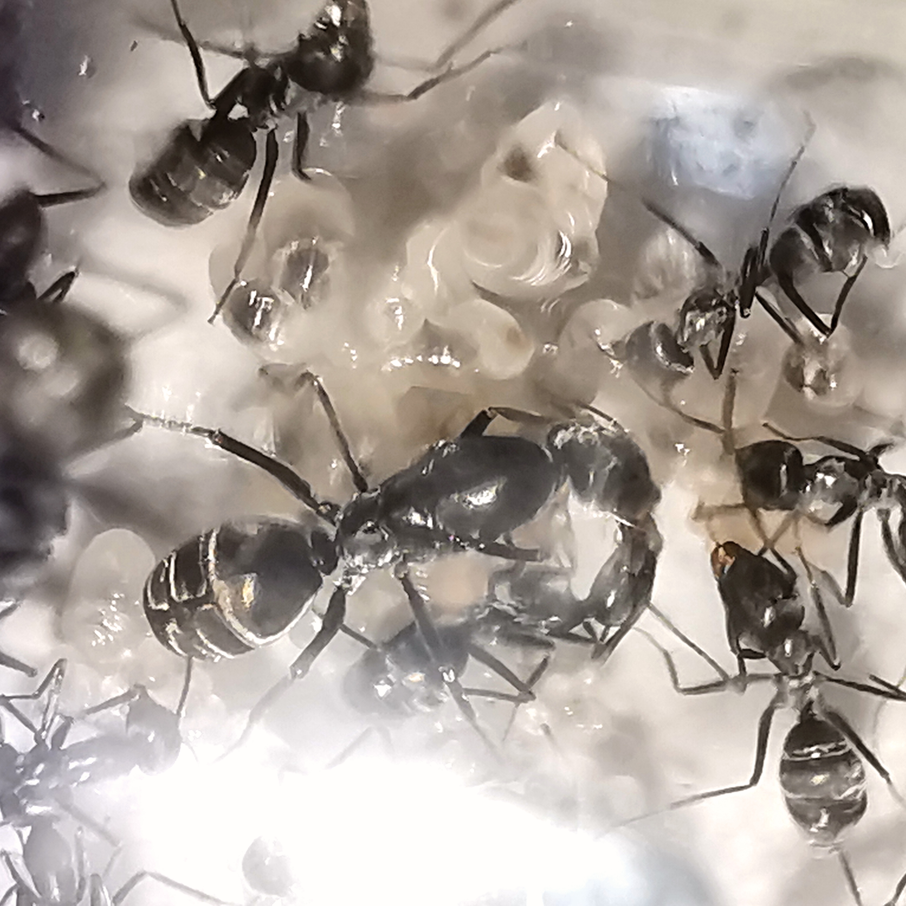 มดดำทุ่ง Iridomyrmex anceps