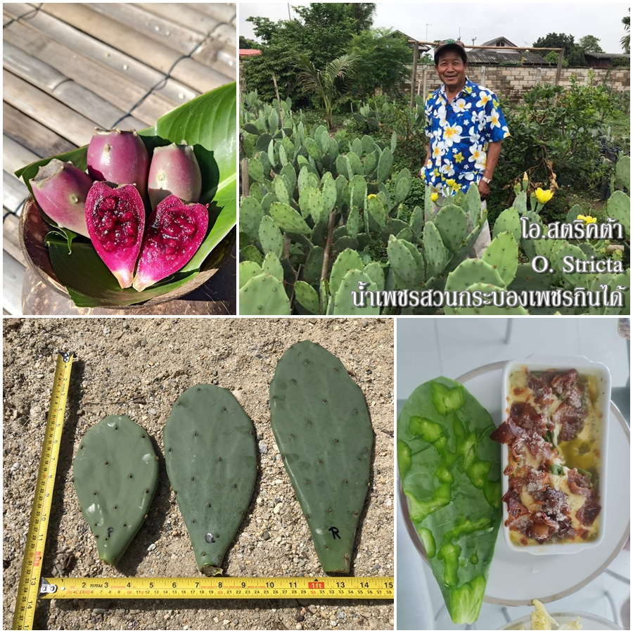 พันธุ์กระบองเพชรกินได้สายพันธุ์โอ.สตริคต้า O. Stricta ขนาดมาตรฐาน 3 ขนาด ตัดสดทาเร่งราก