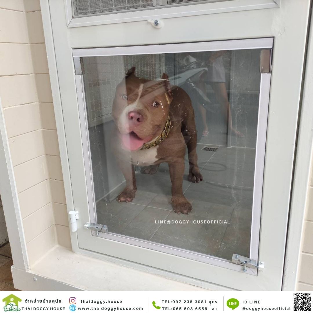 บ้านหมา รุ่นยอดฮิต