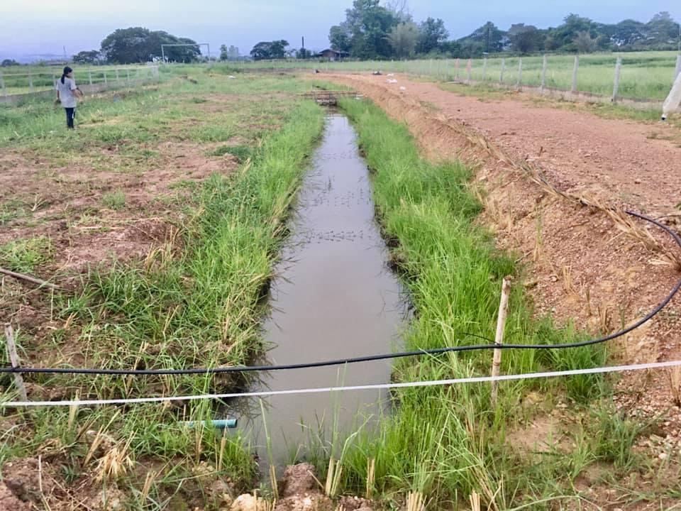 หญ้าแฝก มัดละ100 ต้น ราคา 70฿ โครงการอันเนื่องมาจากพระราชดำริ ผลิตภัณฑ์คุณภาพจาก บ้านไร่บุณยาพร