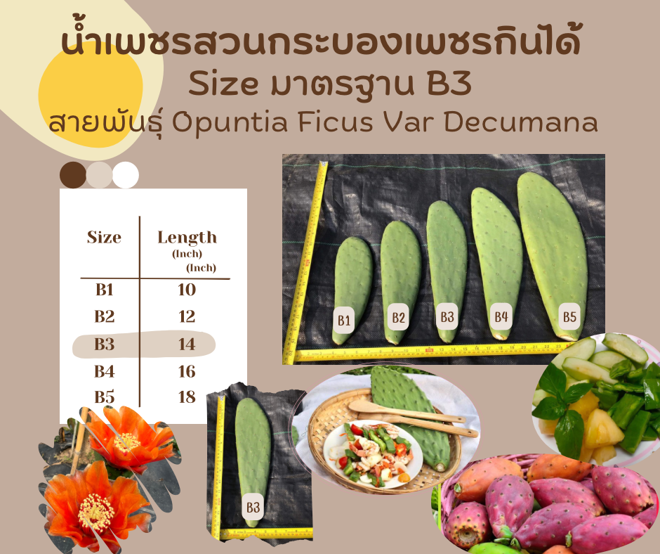พันธุ์ "มะรุ่ง" No.2B รหัส" DC-PA-B1-5 กระบองเพชรกินได้ สายพันธุ์โอพันเทียฟิคัสอินดิก้า-เดคูมานา Opuntia Ficus Indica var Decumana 5 ขนาด ตัดสด