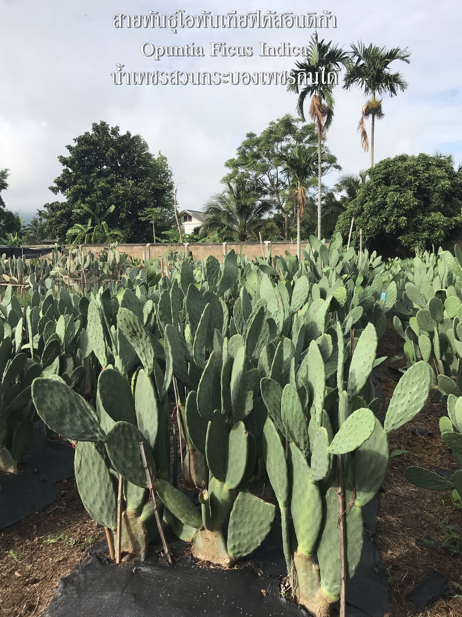 พันธุ์ "มะรุ่ง" No.1A รหัส" ID-PA-A1-5 กระบองเพชรกินได้ สายพันธุ์โอพันเทียฟิคัสอินดิก้า Opuntia Ficus Indica 5 ขนาด ตัดสดให้เลือก