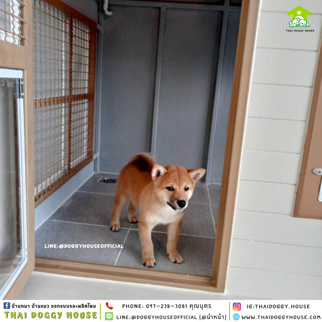 บ้านหมา แบบบ้าน 𝐍𝐨𝐫𝐝𝐢𝐜 𝐬𝐭𝐲𝐥𝐞