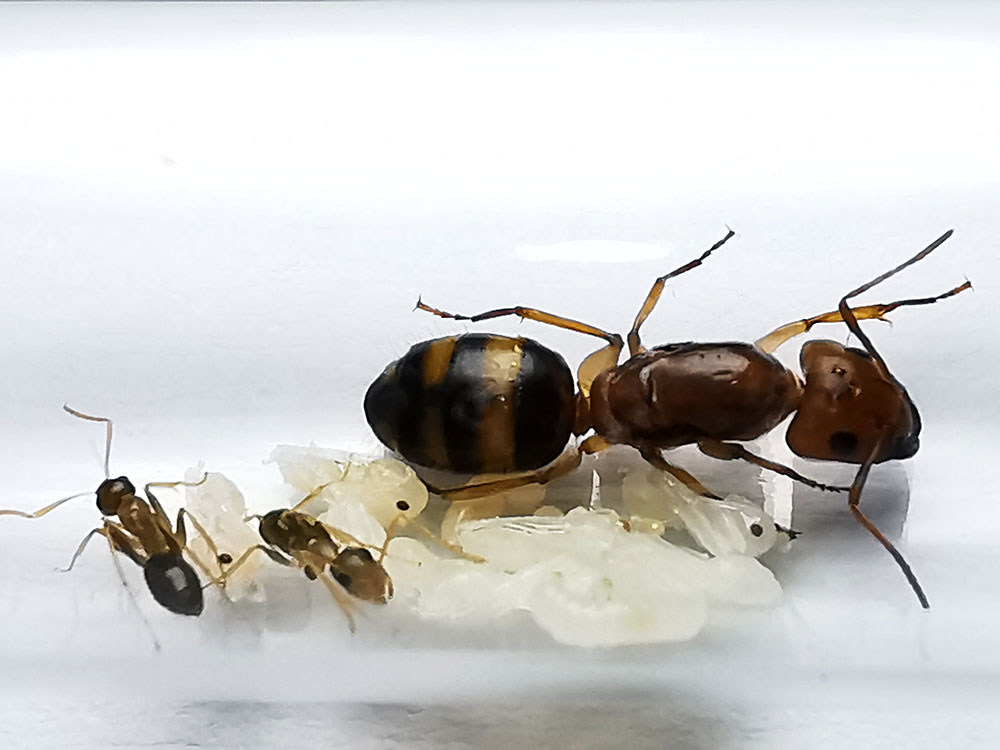 มดตะลานลายเสือ พร้อมมดงาน Camponotus maculatus subnudus