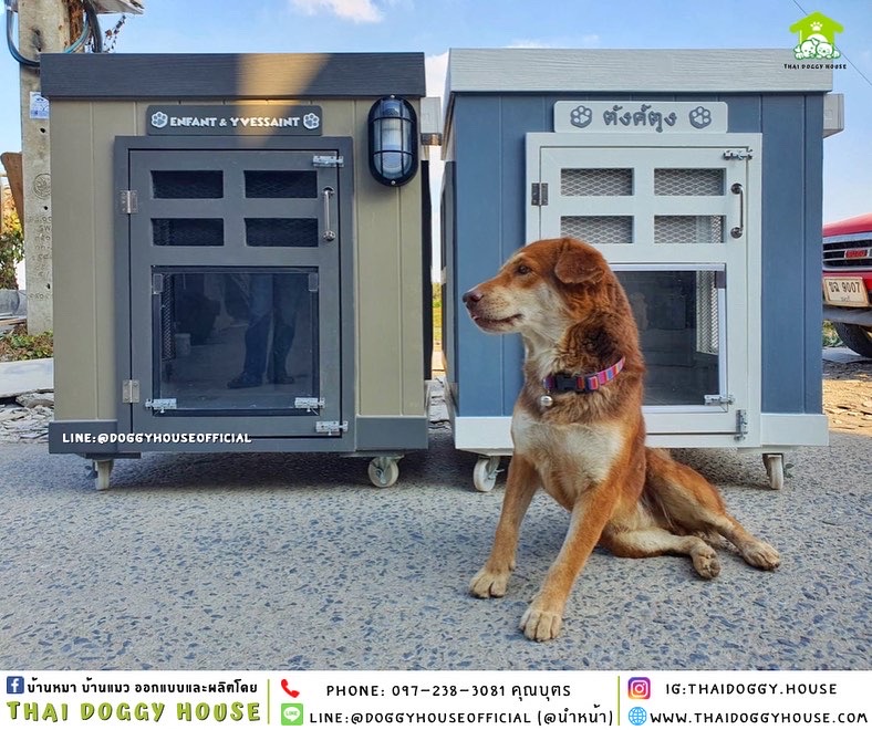 บ้านหมา ทรง BOX