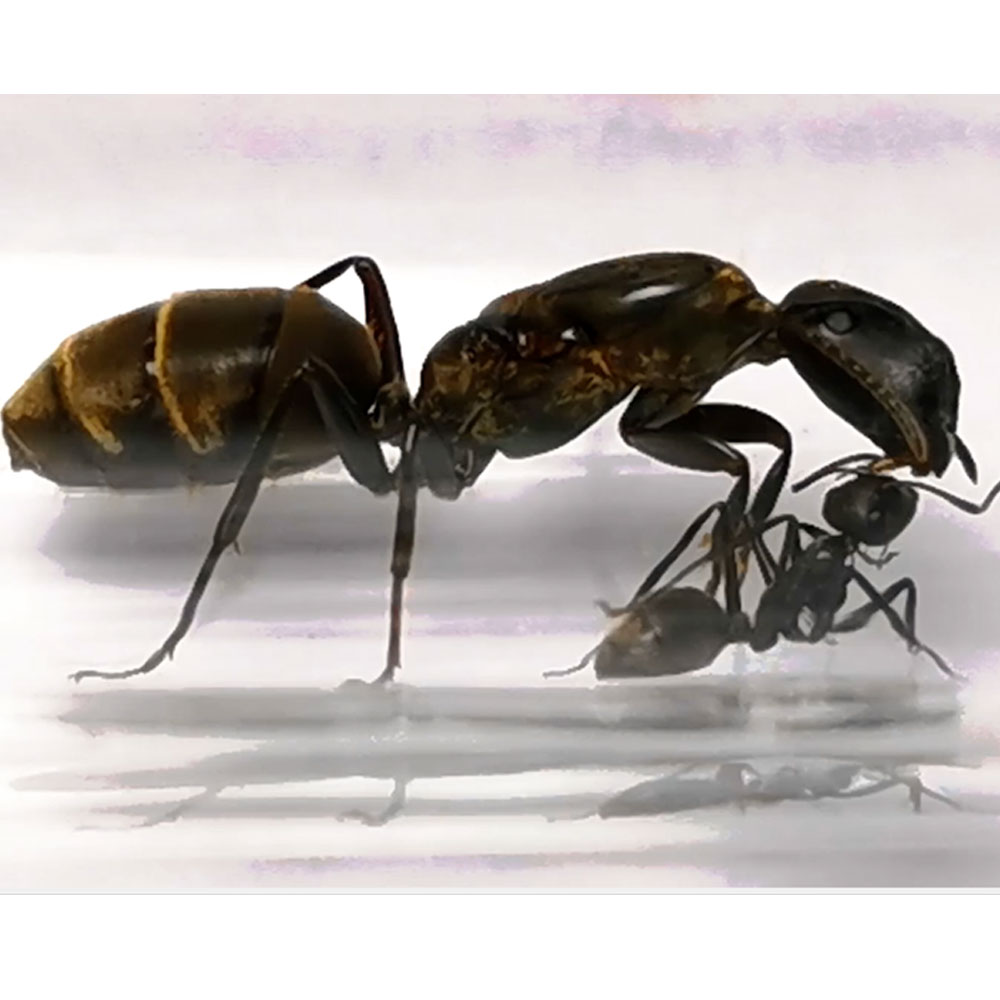 มดหน้าหักขนทอง Colobopsis leonardi