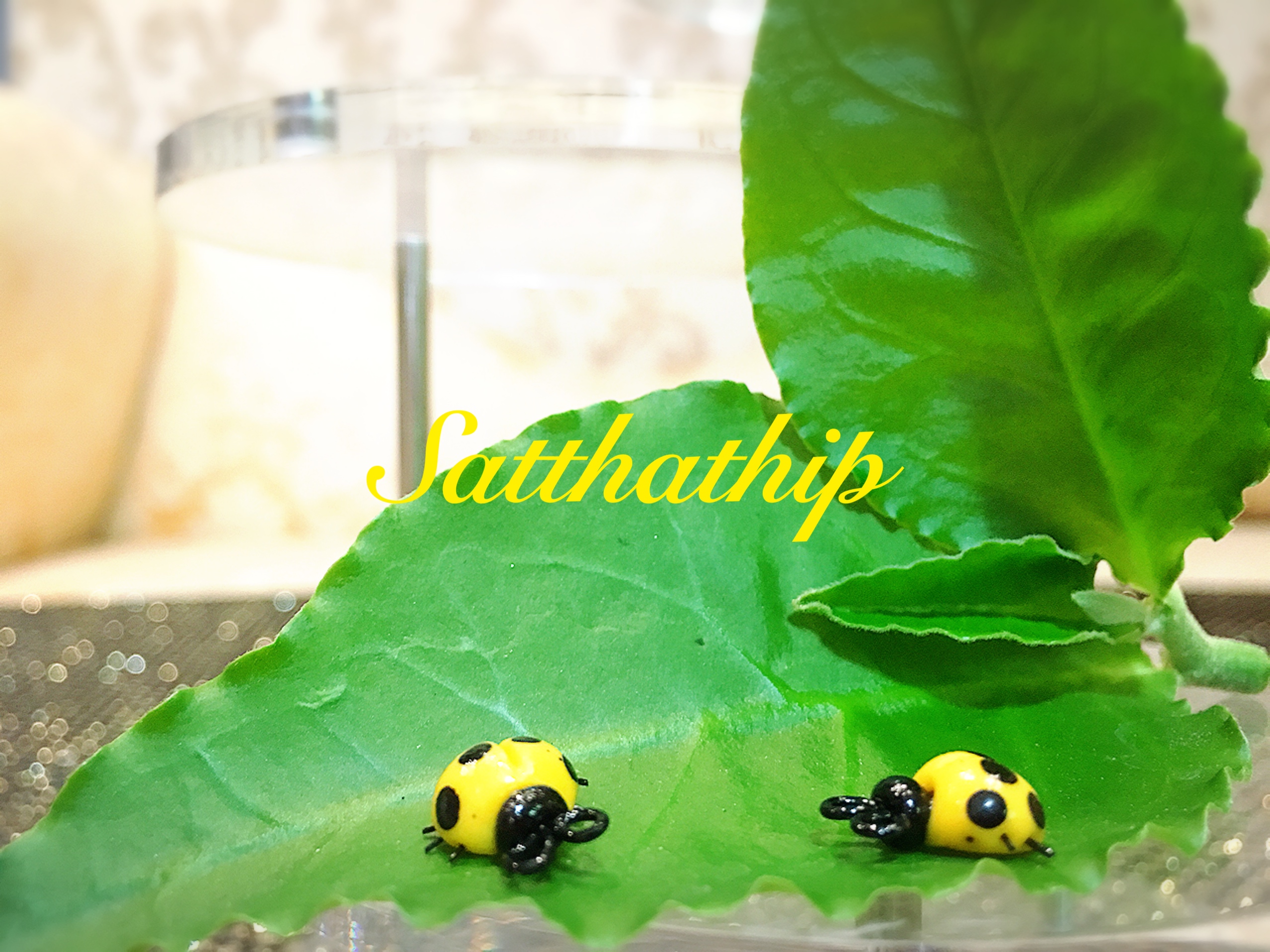 เต่าทอง - โมเดลเต่าทอง - เต่าทองดินปั้น - โมเดลสัตว์ - โมเดลสัตว์เลี้ยง - ตุ๊กตาสัตว์ดินปั้น - Animal model