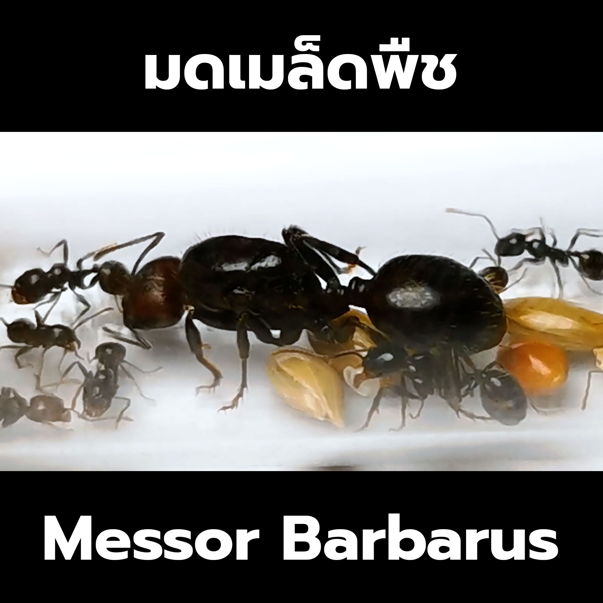 มดเมล็ดพืช Messor Barbarus