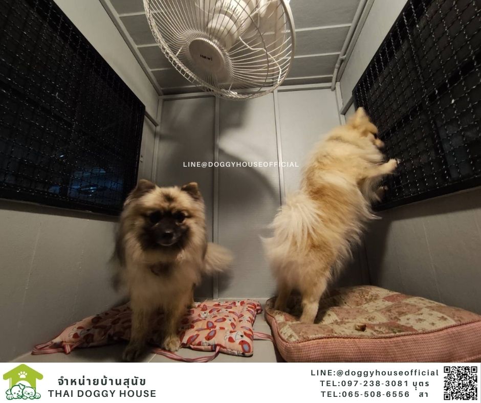 บ้านหมา