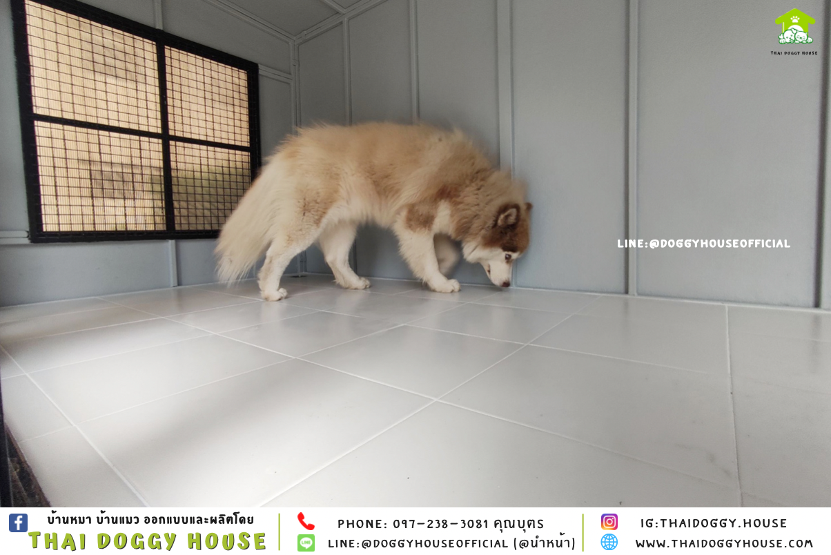 บ้านหมา แบบบ้าน 𝑩𝑶𝑿 𝑺𝑻𝒀𝑳𝑬