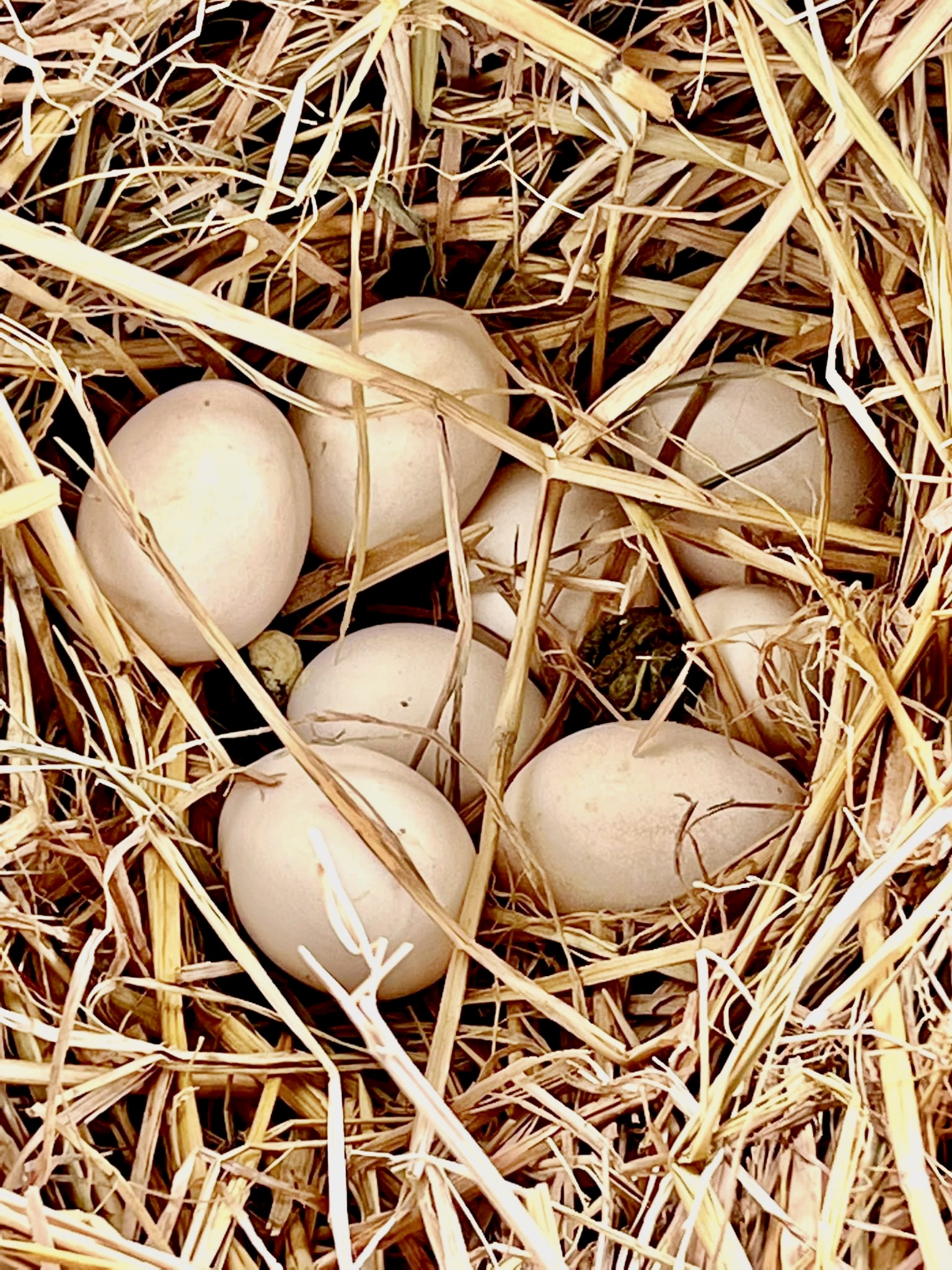 ไข่เชื้อไก่พื้นบ้าน(ไก่เมือง/ไก่ชน)และไข่เชื้อไก่แจ้ญี่ปุ่น(ไก่สวยงาม)สำหรับนำไปฟัก แพ็ค 8 ฟอง แถม 2 ฟอง