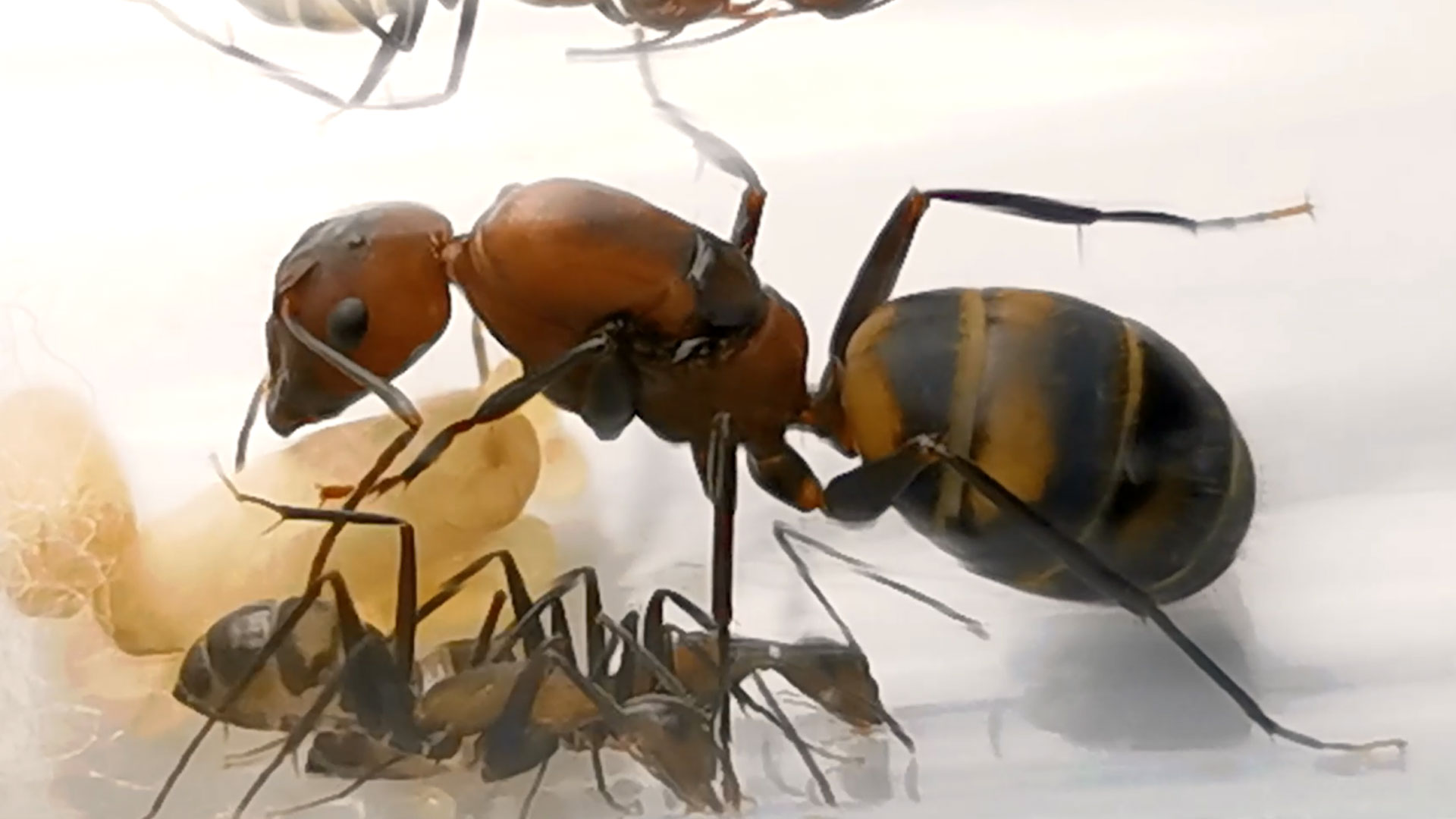 มดตะลาน Camponotus habereri พร้อมมดงาน