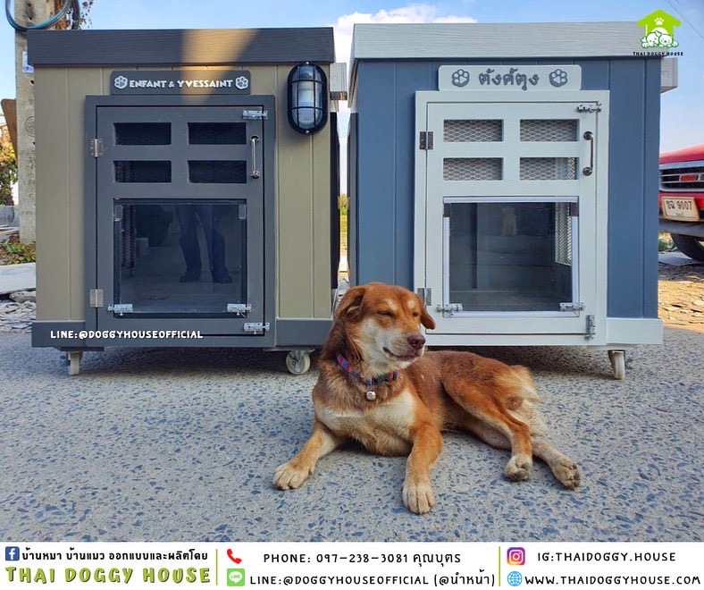 บ้านหมา ทรง BOX