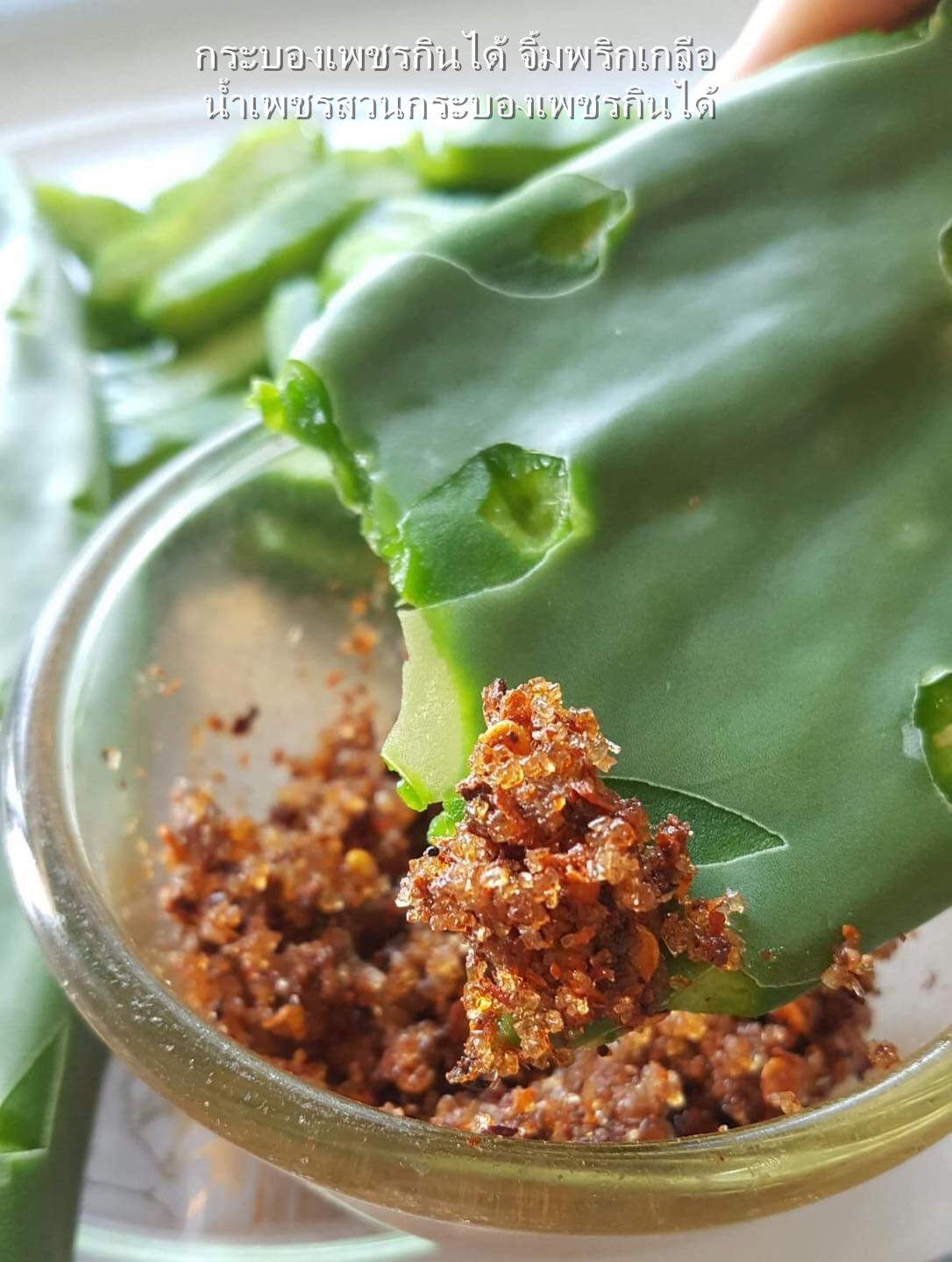 พันธุ์กระบองเพชรกินได้สายพันธุ์โอ.วุลการิส O. Vulgaris ขนาดมาตรฐาน 3 ขนาด ตัดสดทาเร่งราก