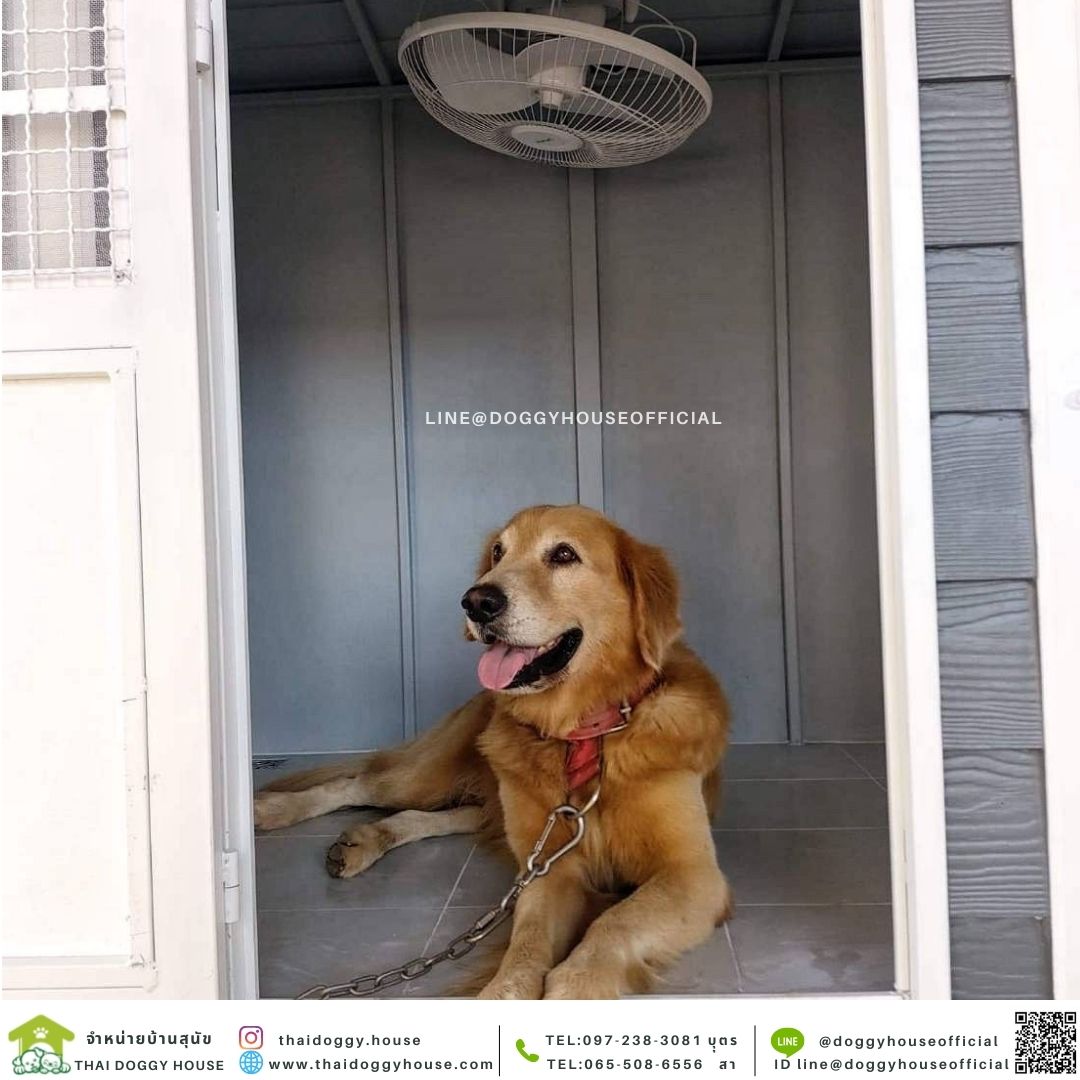 บ้านหมา