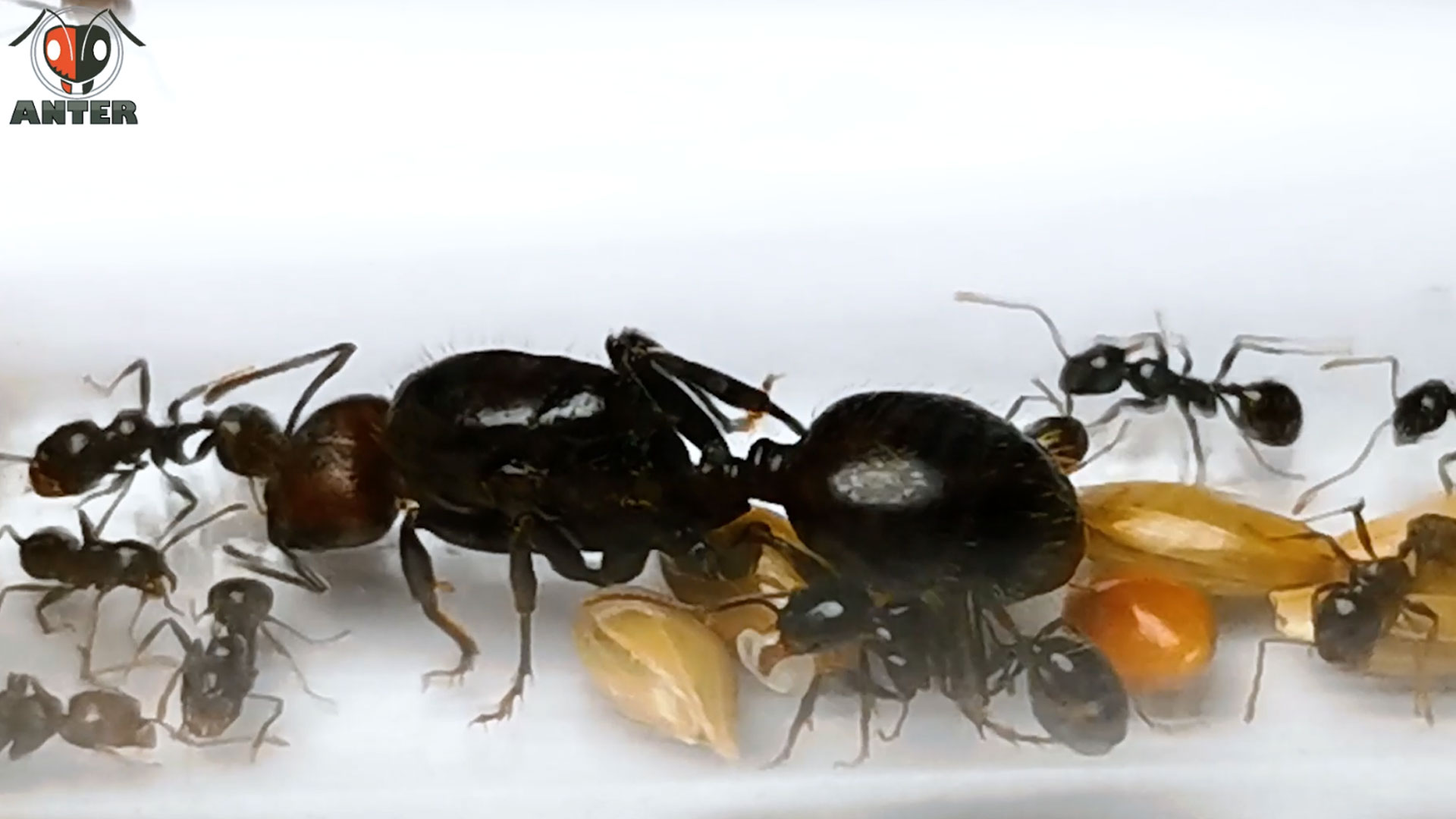 มดเมล็ดพืช Messor Barbarus