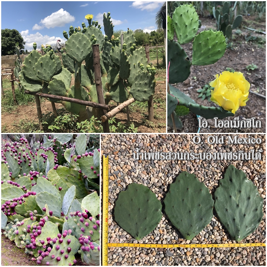 พันธุ์กระบองเพชรกินได้สายพันธุ์โอพันเทียโอลเม็กซิโก Opuntia Old Mexico ขนาดมาตรฐาน 3 ขนาด ตัดสดทาเร่งราก