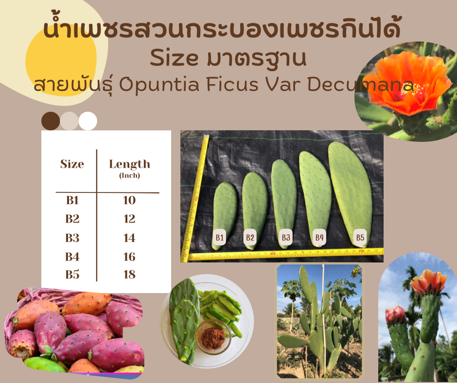 พันธุ์ "มะรุ่ง" No.2B รหัส" DC-PA-B1-5 กระบองเพชรกินได้ สายพันธุ์โอพันเทียฟิคัสอินดิก้า-เดคูมานา Opuntia Ficus Indica var Decumana 5 ขนาด ตัดสด