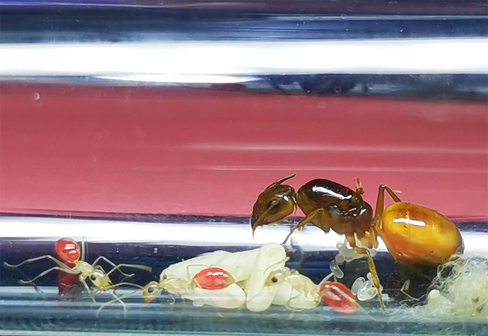 มดตะลานกล้วยไข่ Camponotus fedtschenkoi