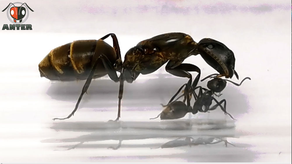 มดหน้าหักขนทอง Colobopsis leonardi