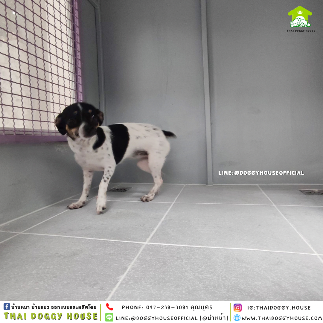 บ้านหมา แบบบ้าน 𝐁𝐎𝐗 𝐒𝐓𝐘𝐋𝐄