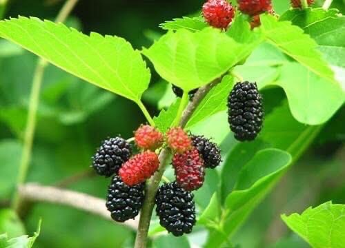 ขาย ต้นมัลเบอร์รี่(หม่อนพันธุ์เชียงใหม่60) ในราคา ฿60