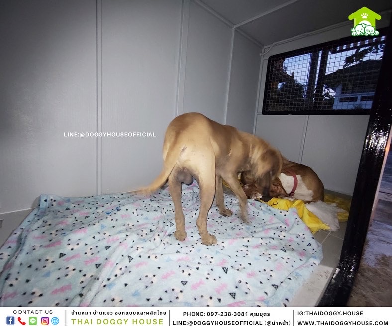 บ้านหมา แบบบ้าน Box style