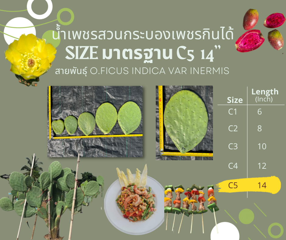 พันธุ์ "มะรุ่ง" No.3C รหัส" IN-PA-C1-5 กระบองเพชรกินได้ สายพันธุ์โอพันเทียฟิคัสอินดิก้า-อินเนอมิส Opuntia Ficus Indica var Inermis 5 ขนาด ตัดสด