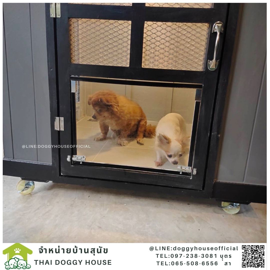 บ้านหมาทรงBOX