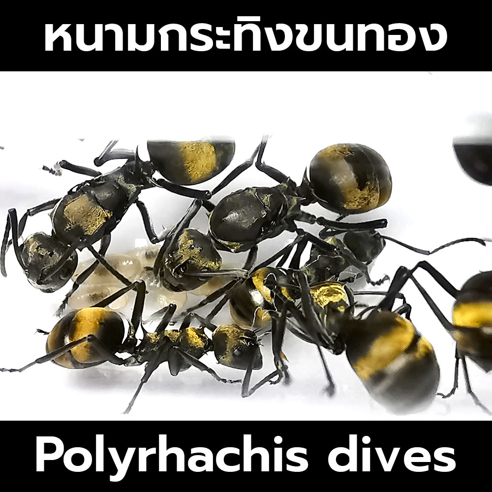 นางพญามดหนามกระทิงขนทอง พร้อมมดงานและไข่