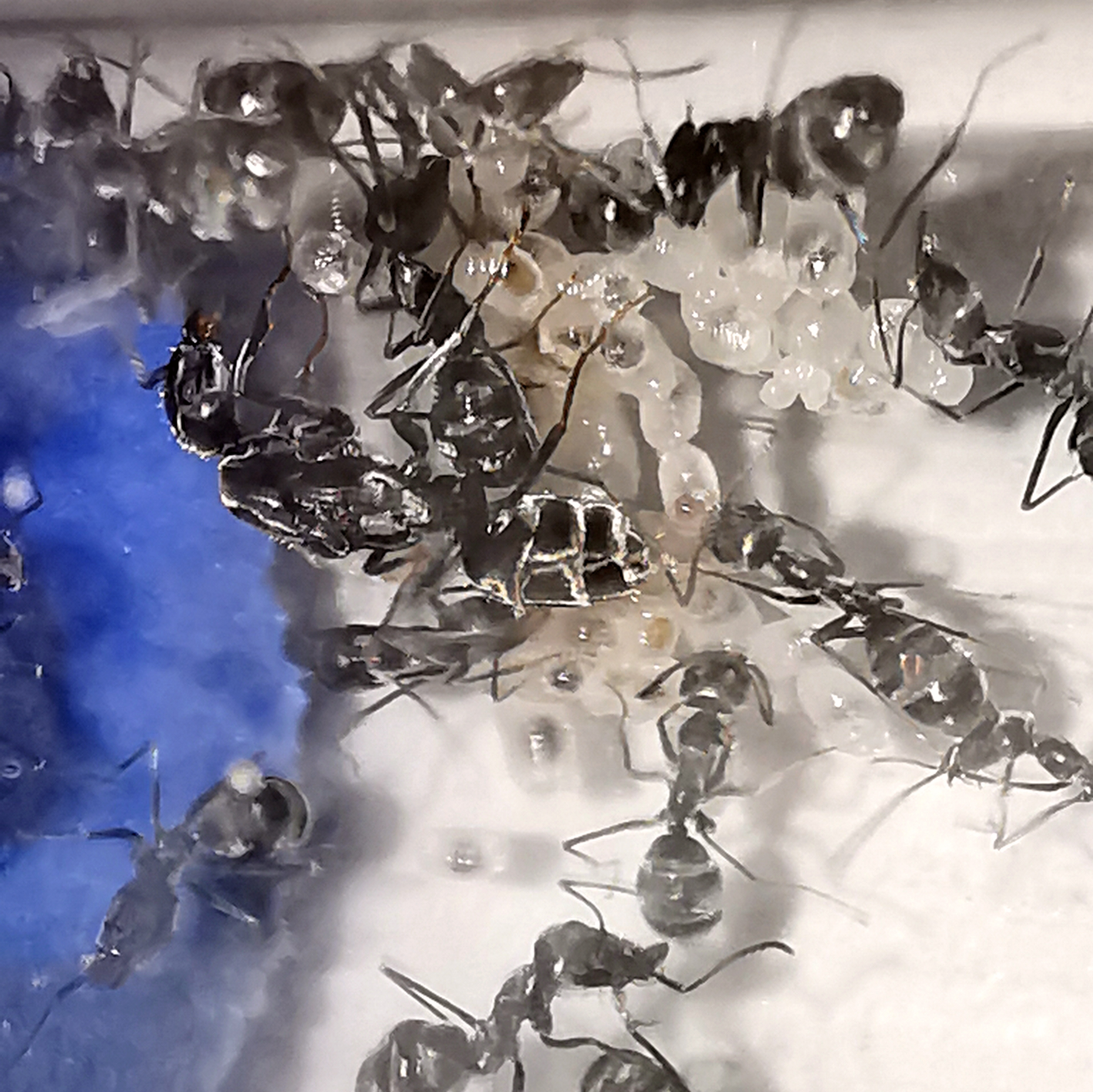มดดำทุ่ง Iridomyrmex anceps