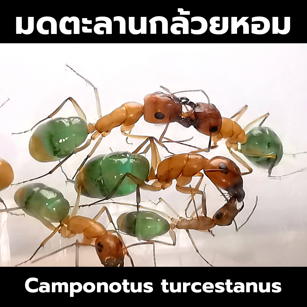 มดตะลานกล้วยหอม Camponotus turcestanus