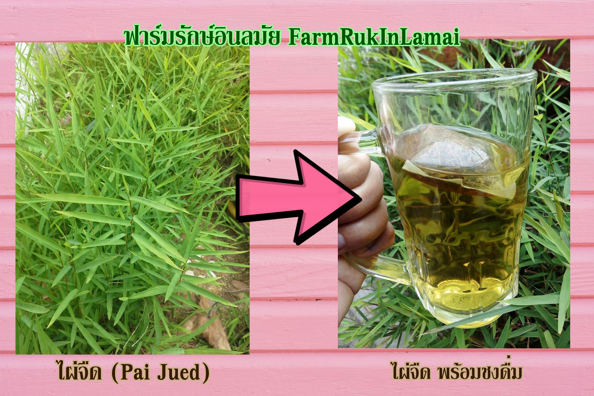ไผ่จืด ชนิดชงดื่ม (Pai-jued)