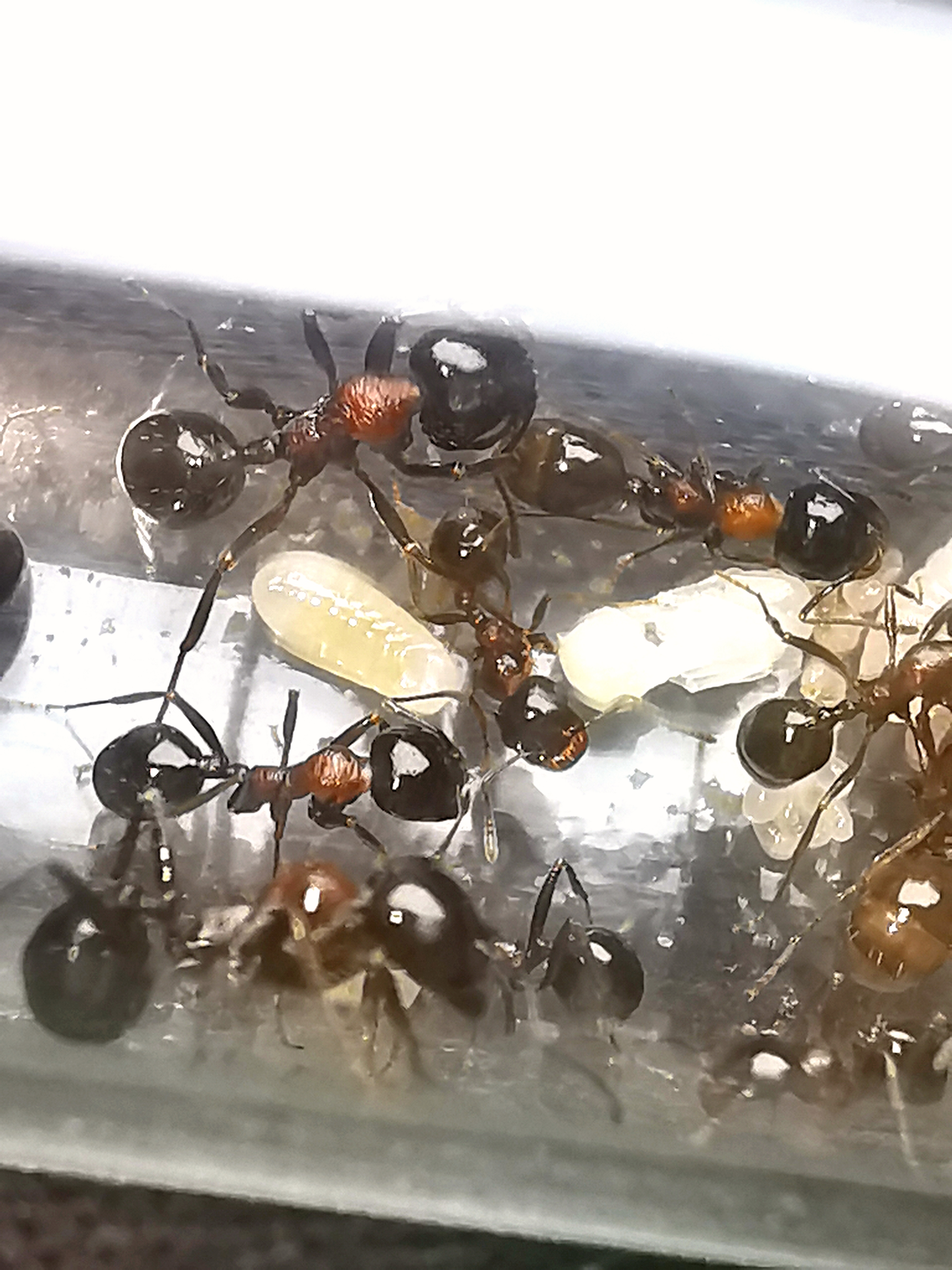 มดเมล็ดพืช Messor laboriosus