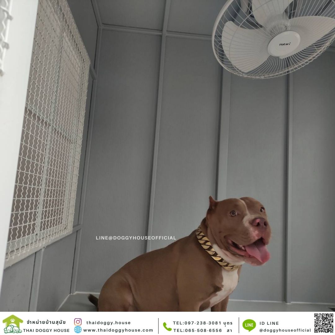 บ้านหมา รุ่นยอดฮิต