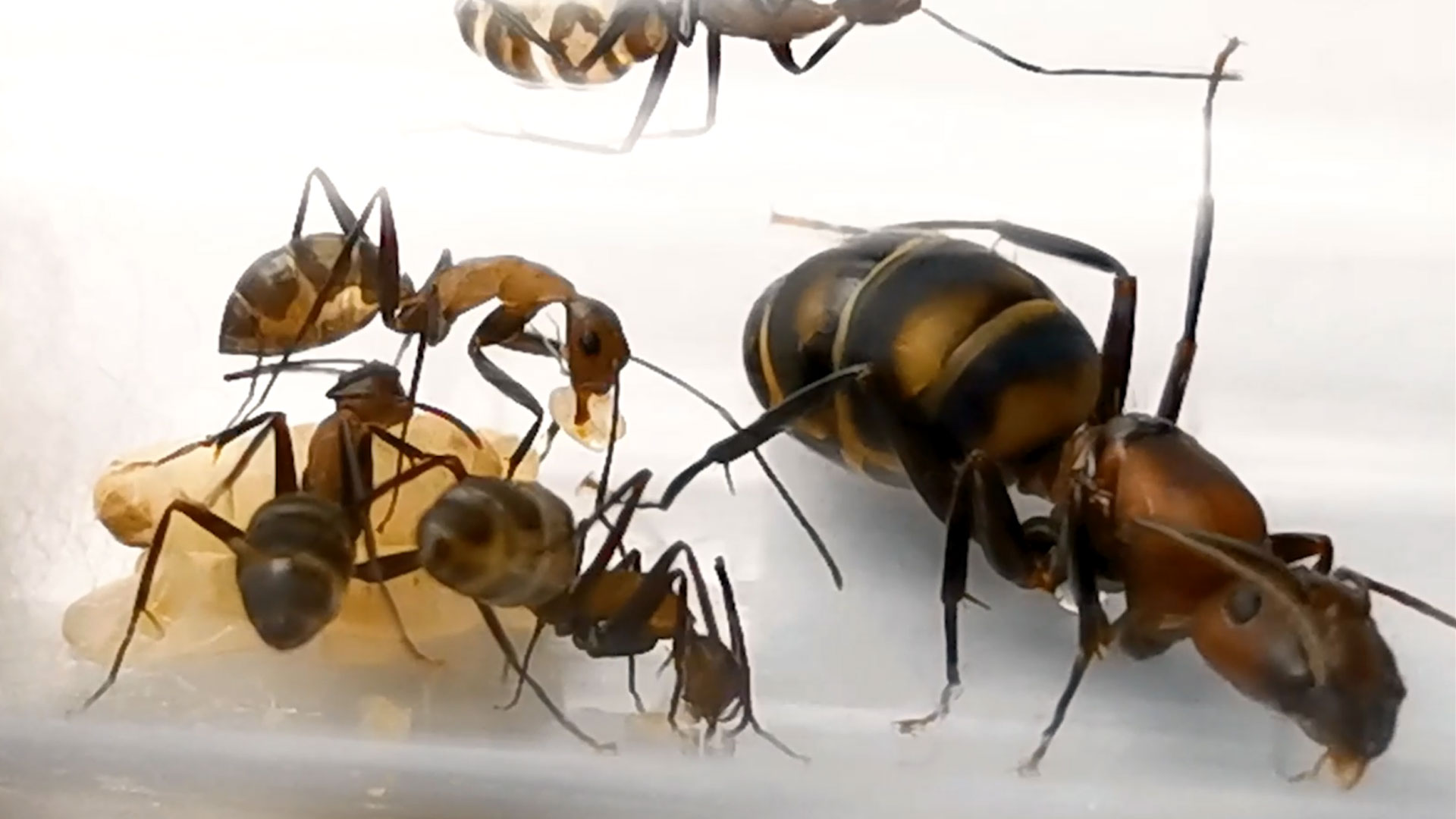 มดตะลาน Camponotus habereri พร้อมมดงาน
