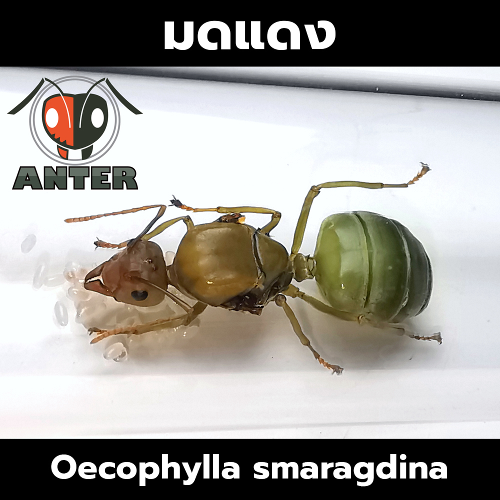 มดแดง, แม่เป้ง Oecophylla smaragdina
