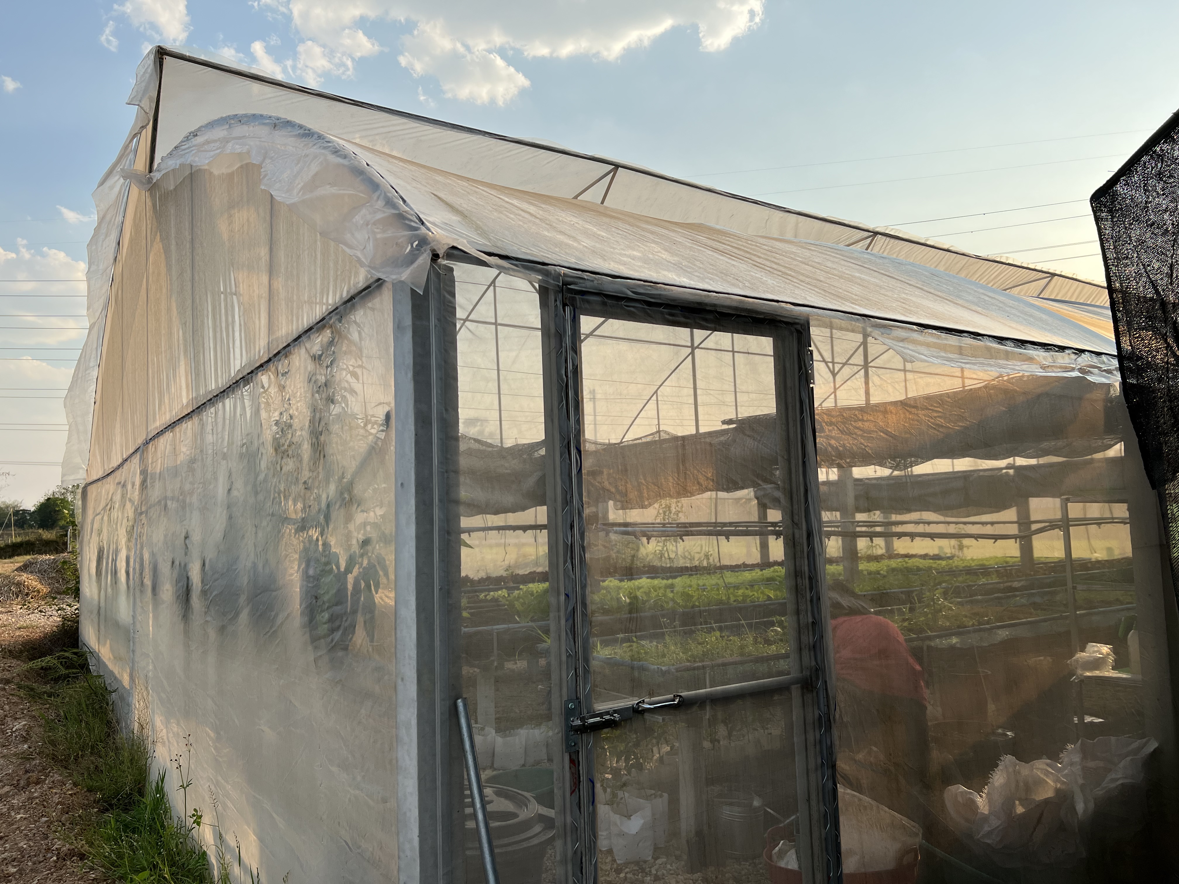 กรีนโอ๊ค เรดโอ๊ค กรีนคอส ผักสลัดไฮโดรโปรนิกส์ สดจากไร่ ผ่านระบบโรงเรือนบ้านไร่บุณยาพร ผักปลอดสาร 100%