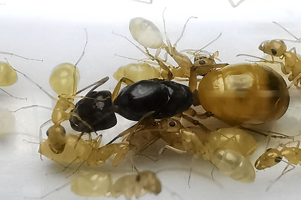 มดตะลานกล้วยไข่ Camponotus fedtschenkoi