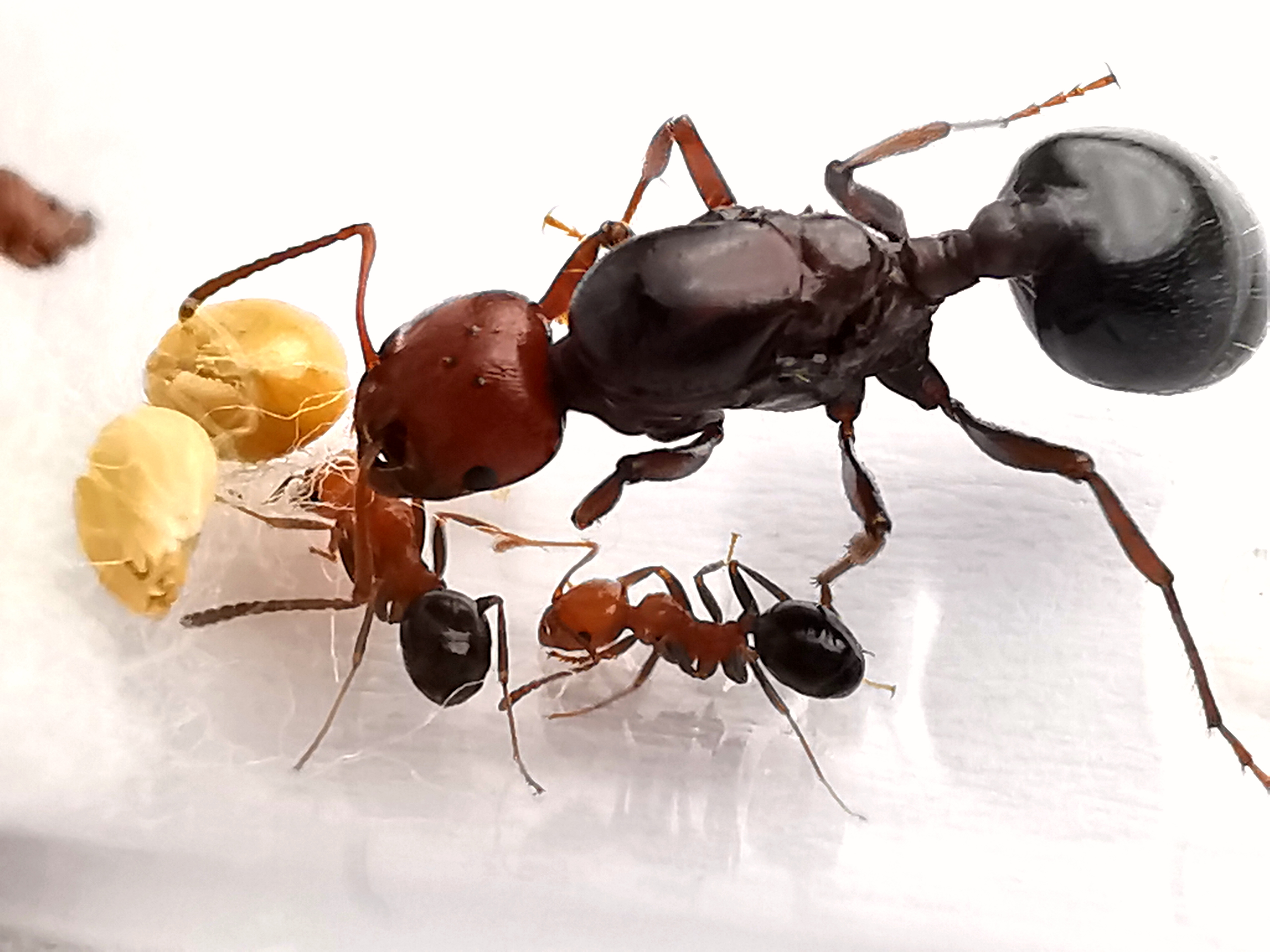 มดเมล็ดพืช Messor aegyptiacus
