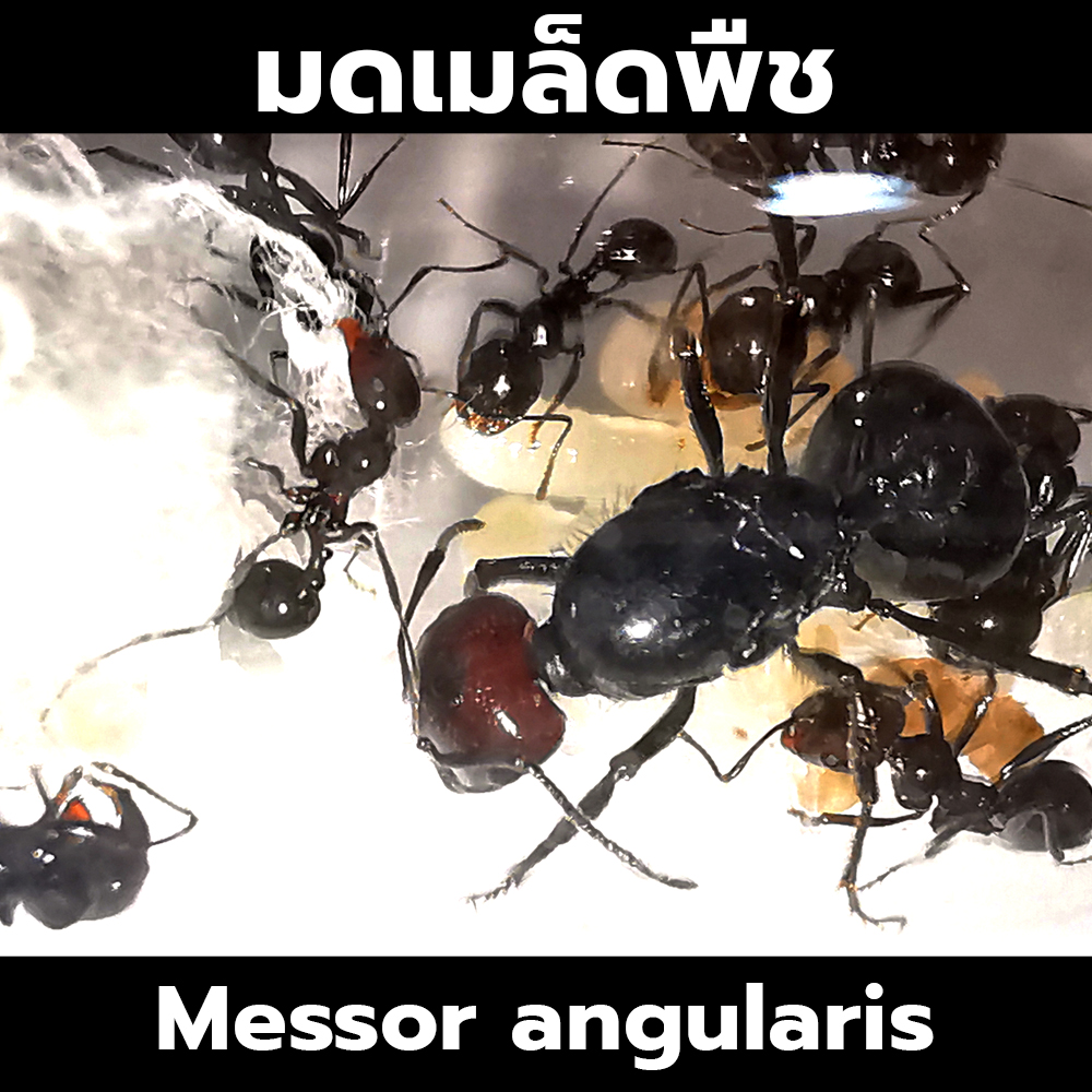 มดเมล็ดพืช Messor Angularis