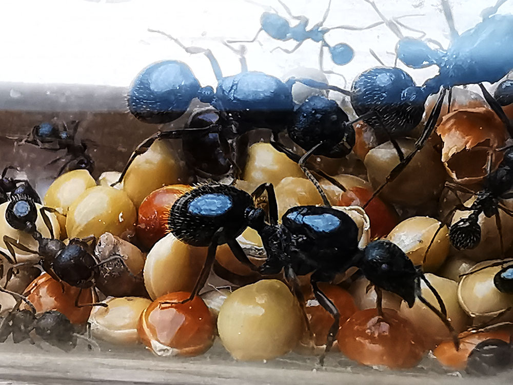มดเมล็ดพืช Messor Aciculatus