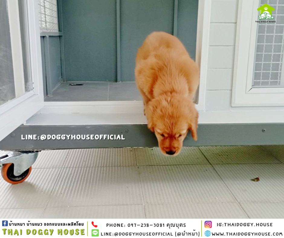 บ้านหมา แบบบ้าน 𝑵𝒐𝒓𝒅𝒊𝒄 𝒔𝒕𝒚𝒍𝒆