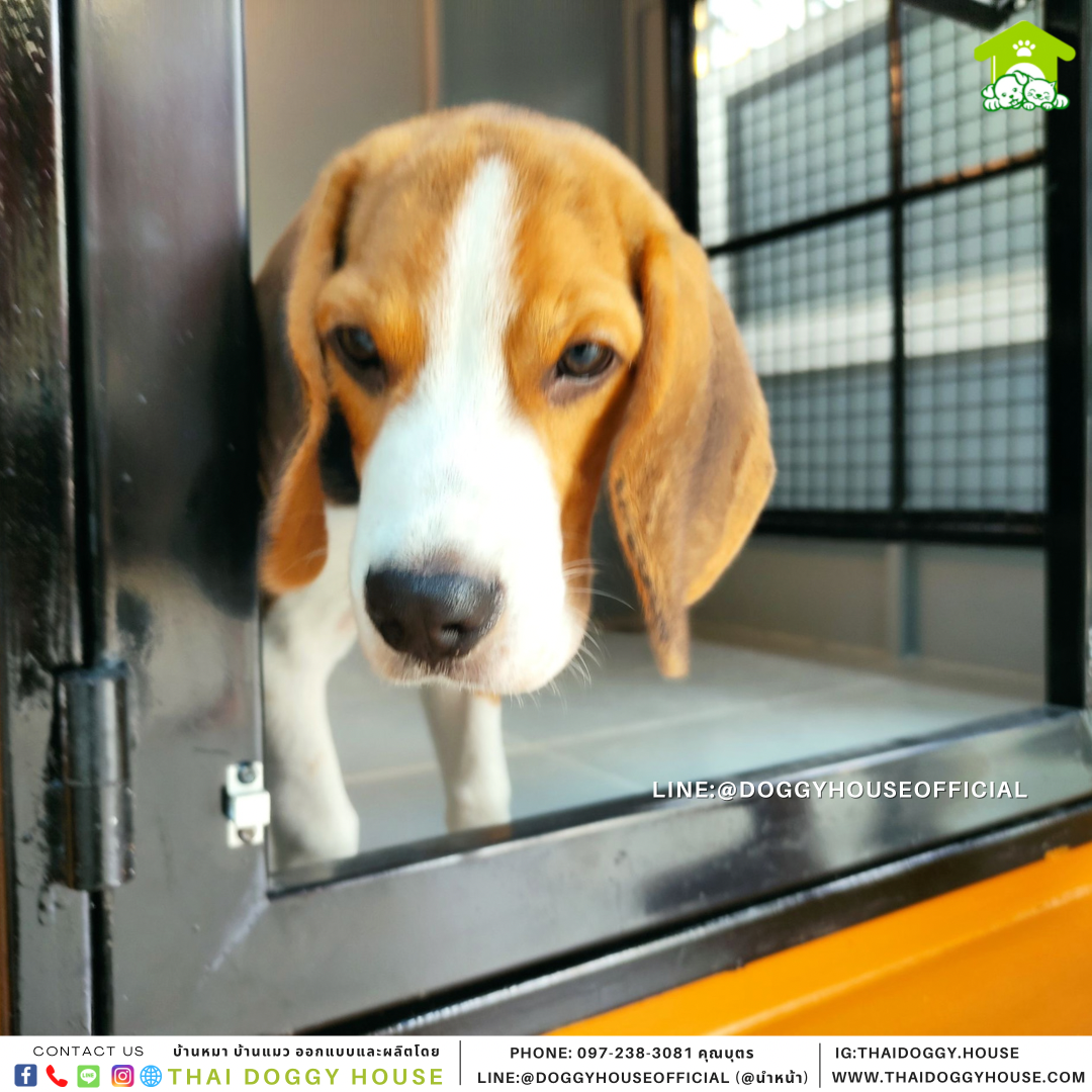 บ้านหมา รุ่นนิยม แบบบ้าน Box style