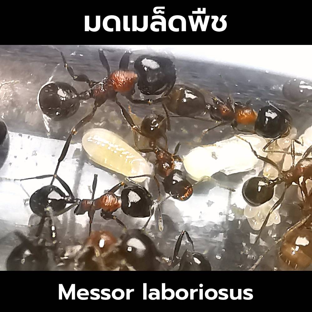 มดเมล็ดพืช Messor laboriosus