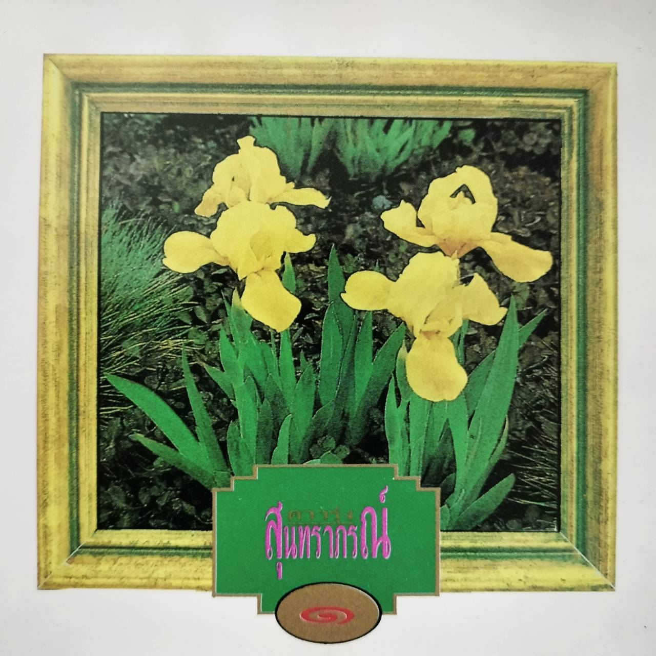 สุนทราภรณ์ – ดาวรุ่ง 1 / โค้ด P+O / แผ่นดี