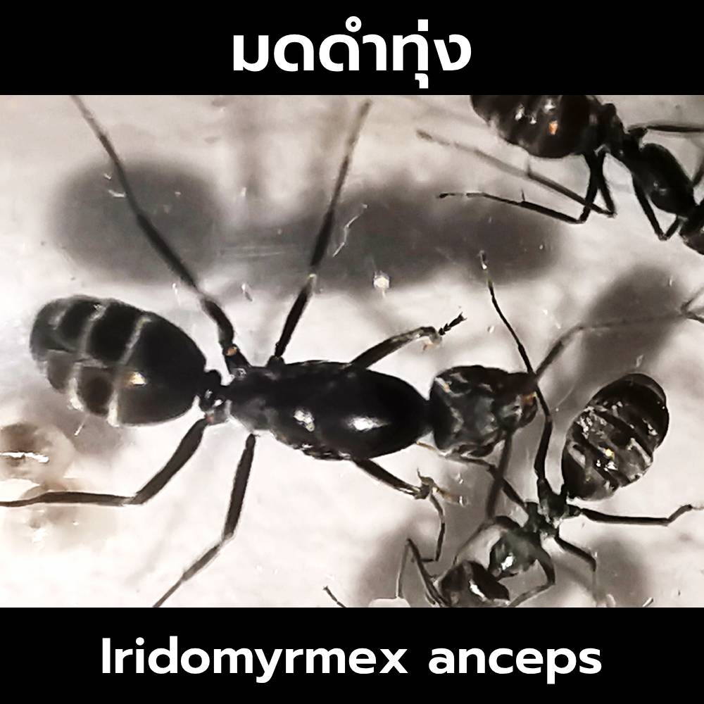 มดดำทุ่ง Iridomyrmex anceps