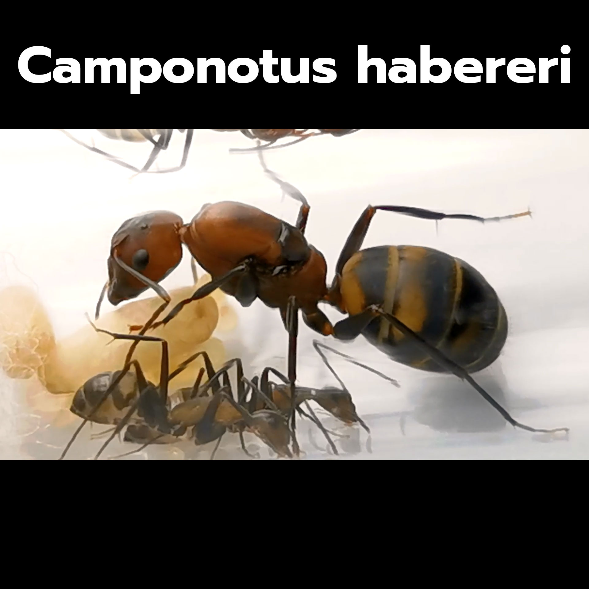 มดตะลาน Camponotus habereri พร้อมมดงาน